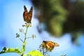 Monarch Butterfly with reed of grass