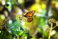 Monarch Butterfly with reed of grass