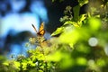 Monarch Butterfly with reed of grass