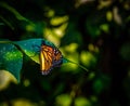 Monarch Butterfly at rest on linden leaf. Royalty Free Stock Photo