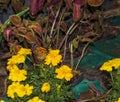 Monarch butterfly resting on the flower.Garden Royalty Free Stock Photo