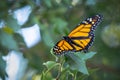 Colorful Monarch Butterfly Resting on Green Foliage Royalty Free Stock Photo