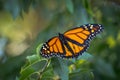 Single Monarch Butterfly Resting on Green Foliage Royalty Free Stock Photo