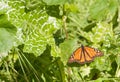 Monarch butterfly resting on a leaf Royalty Free Stock Photo