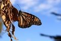 Monarch Butterfly Resting on a Leaf Royalty Free Stock Photo