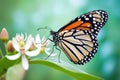 a monarch butterfly resting on a milkweed flower Royalty Free Stock Photo