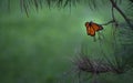 Monarch butterfly resting on a pine branch.