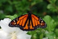 Monarch Butterfly Resting on a Rose of Sharon