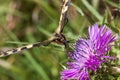 Monarch Butterfly - A monarch butterfly resting on a thistle flower sucking nectar.