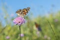 Monarch butterfly resting among thistles. Butterfly on a flower in a field. Butterfly On Grass Field With Warm Light Royalty Free Stock Photo