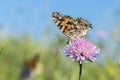 Monarch butterfly resting among thistles. Butterfly on a flower in a field. Butterfly On Grass Field With Warm Light Royalty Free Stock Photo