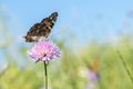 Monarch butterfly resting among thistles. Butterfly on a flower in a field. Butterfly On Grass Field With Warm Light Royalty Free Stock Photo