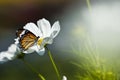 Monarch butterfly resting on a white flower Royalty Free Stock Photo