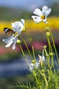 Monarch butterfly resting on a white flower Royalty Free Stock Photo