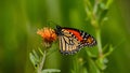 Monarch butterfly rests on milkweed flower against green vegetation Royalty Free Stock Photo