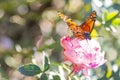 Monarch butterfly on rose flower, Buenos Aires, Argentina