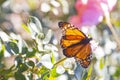 Monarch butterfly on rose flower, Buenos Aires, Argentina