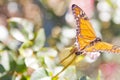 Monarch butterfly on rose flower, Buenos Aires, Argentina