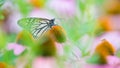 Monarch butterfly in a sea of purple / pink echinacea flowers in the Minnesota Valley National Wildlife Refuge Royalty Free Stock Photo