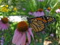 Monarch Butterfly searching for pollen in the wildflowers