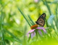 Side angle shot of beautiful monarch butterfly sitting on top of pretty purple flower