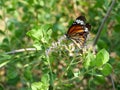 Monarch butterfly seeking nectar on Bitter bush or Siam weed blossom in the field with natural green background Royalty Free Stock Photo