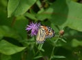 Monarch butterfly showing top and bottom wing patterns