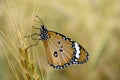 Monarch Butterfly side view Royalty Free Stock Photo