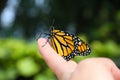 Monarch butterfly perched on finger tip V - (Danaus plexippus) Royalty Free Stock Photo