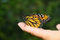 Monarch butterfly perched on finger tip IV - (Danaus plexippus) Royalty Free Stock Photo