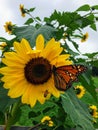 Monarch butterfly on Sunflower with a yellow jacket bee Royalty Free Stock Photo