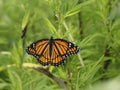 be bold, be bright, be you.. open up, spread your wings.. Monarch butterfly Royalty Free Stock Photo