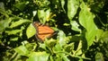 An orange Monarch butterfly on lemon tree. Royalty Free Stock Photo