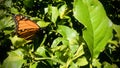 An orange Monarch butterfly on the lemon tree. Royalty Free Stock Photo