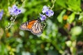 Monarch butterfly sipping nectar from a colorful flower.