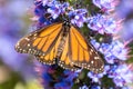 Monarch butterfly sipping nectar from Pride of Madeira flowers