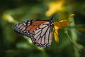 A monarch butterfly on a yellow flower against a dark blurred background Royalty Free Stock Photo