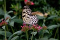 Monarch Butterfly sits on the flower in the botanical garden Montreal