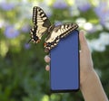 Monarch Butterfly sits on a smartphone, in hand against the backdrop of a spring garden Royalty Free Stock Photo