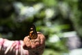 Monarch butterfly sitting on the girl hand Royalty Free Stock Photo