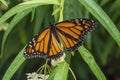 A monarch butterfly sitting on a milkweed plant Royalty Free Stock Photo