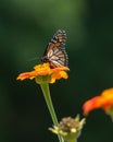 Monarch butterfly sitting of a pretty flower in a garden in New Jersey Royalty Free Stock Photo