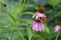 A Monarch Butterfly sitting on a Purple Coneflower in a garden Royalty Free Stock Photo