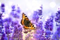 Butterfly on lavender, small tortoiseshell - Aglais urticae -  resting on beautiful flowering lavender with wings wide open Royalty Free Stock Photo