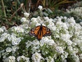 Monarch Butterfly on small white flowers Royalty Free Stock Photo