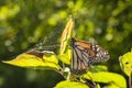 Monarch butterfly and spider web Royalty Free Stock Photo