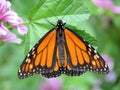 Monarch Butterfly Royalty Free Stock Photo