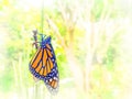 Monarch butterfly on a stalk of morning grass in the rays of sunrise