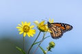 Monarch butterfly on yellow giant sunflower plant.