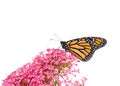 Monarch butterfly standing on pink Egyptian Star Cluster flowers Royalty Free Stock Photo